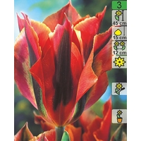Семена цветов Holland Bulb Market Тюльпан Artist (2 шт)