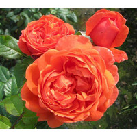  David Austin Roses Роза английская Саммер Сонг