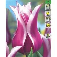 Семена цветов Holland Bulb Market Тюльпан Ballade (2 шт)