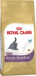 British Shorthair Kitten 0.4 кг
