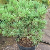 Сосна обыкновенная Longmoor (Pinus sylvestris) С3