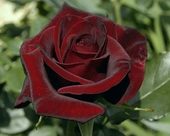 Роза чайно-гибридная Черная магия