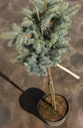 Ель колючая Nana (Picea pungens) С3, привитая