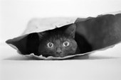 Кот в мешке