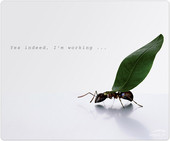 Silk Working Ants (SL-6242-P01-A)
