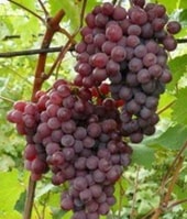 Виноград Один