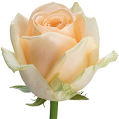 Роза Peach Avalanche 50 см