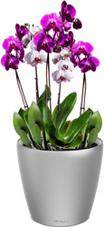 Орхидея Фаленопсис + Classico LS 21