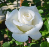 Роза чайно-гибридная Virgo (70-100 см)