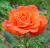 Роза чайно-гибридная Rotary (80-110 см)