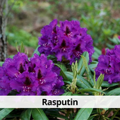 Рододендрон Rasputin в контейнере C2