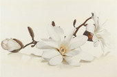 Flora Magnolia 450x300 [50302]