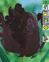 Тюльпан Black Parrot (2 шт)
