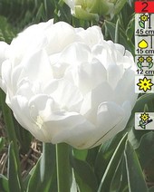 Тюльпан Up White (2 шт)