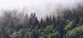 Туманный лес 196280 (600x280)