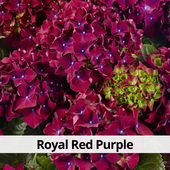 Гортензия крупнолистная Royal Red Purple в контейнере Р7