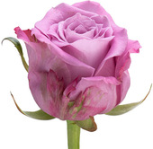 Роза Maritim 80 см