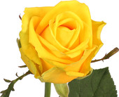 Роза Пенни Лейн (Penny Lane) желтая 90 см