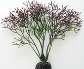 Горгонария Plant 030/10 (черный)