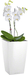 Орхидея Фаленопсис + Maxi-Cubi
