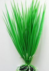 Акорус Plant 007/20 (зеленый)