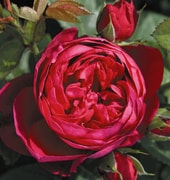Роза Ascot (Аскот)