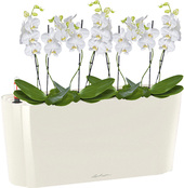 Орхидея Фаленопсис мини + Delta 20