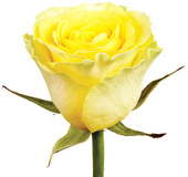 Роза Ilios 70 см