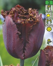 Тюльпан Black Jewel (2 шт)