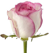 Роза Дольче Вита (Dolce Vita) 70 см