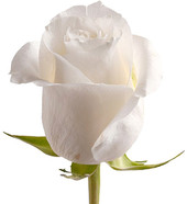 Роза Прауд (Proud) 80 см