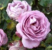 Роза Плетистая Lavender Perfum (200-400 см)