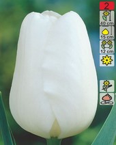 Тюльпан White Prince (2 шт)
