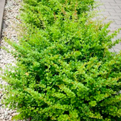 Барбарис Тунберга Green Carpet (15-20см)