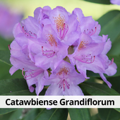 Рододендрон Catawbiense Grandiflorum в контейнере С2