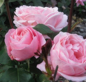 Роза чайно-гибридная Queen of England (70-100 см)
