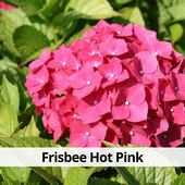 Гортензия крупнолистная Frisbee Hot Pink в контейнере Р7