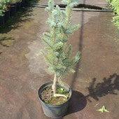 Ель колючая Iseli Fastigiate (Picea pungens) С3 привитая