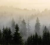 Лес в тумане 8 270x300