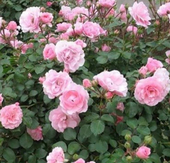 Роза бордюрная Bonica (20-40см, розовый)