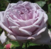 Роза чайно-гибридная Dr. Blue (70-100 см)
