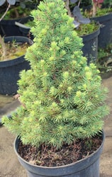 Ель сизая Conica (Picea glauca) С5