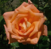 Роза чайно-гибридная Sea Pearl (70-100 см)