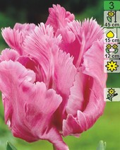 Тюльпан Weber's Parrot Pink (2 шт)