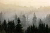 Лес в тумане 8 270x400