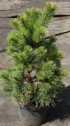 Сосна горная (Pinus mugo var. pumilio) С3 70 см