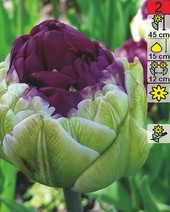 Тюльпан Peony Purple (2 шт)