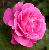 Роза чайно-гибридная Бел Анжи