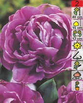Тюльпан Lilac Perfection (2 шт)