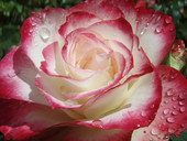 Роза чайно-гибридная Роуз Гуярд